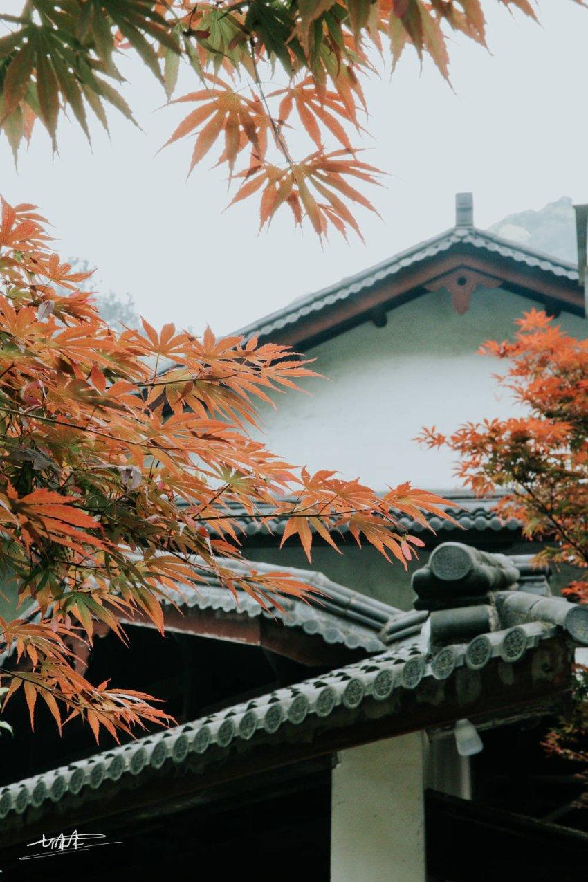矿工打地鼠
